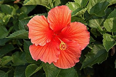 《立绘很奇怪姿势的恋爱冒险》免费版登陆Steam